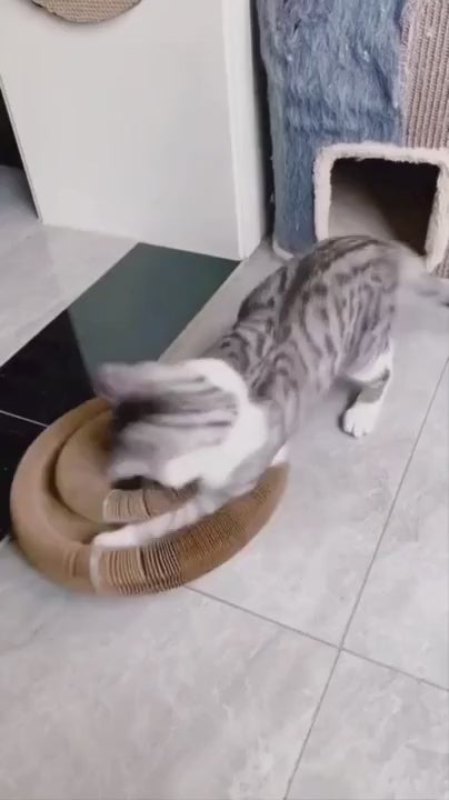 Cat playing with Kitty Kurlz ball track toy in a stylish home setting, promoting healthy feline play.